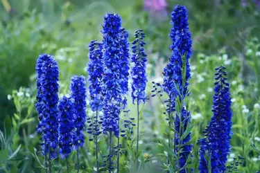 Flower Delfinium. Perennial plant.