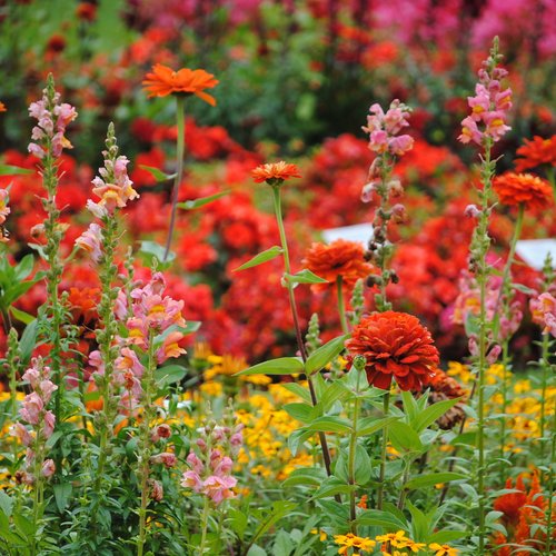 Auf dem Bild sind eine Vielzahl an roten, gelb-orangen und rosa Blumen zu sehen.